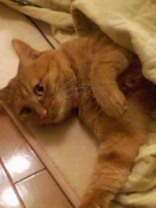 ＥＶＥ－舎　Ｄｉａｒｙ