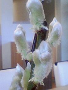 ＥＶＥ－舎　Ｄｉａｒｙ