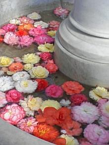 ＥＶＥ－舎　Ｄｉａｒｙ