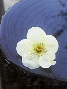 ＥＶＥ－舎　Ｄｉａｒｙ