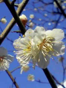 ＥＶＥ－舎　Ｄｉａｒｙ