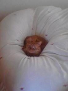 ＥＶＥ－舎　Ｄｉａｒｙ