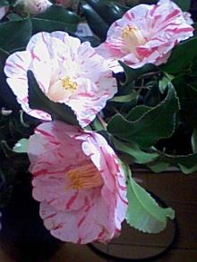 ＥＶＥ－舎　Ｄｉａｒｙ