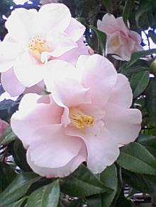 ＥＶＥ－舎　Ｄｉａｒｙ