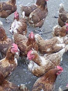 ＥＶＥ－舎　Ｄｉａｒｙ