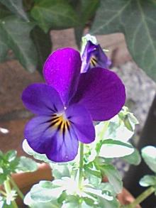 ＥＶＥ－舎　Ｄｉａｒｙ