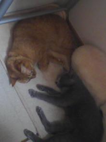 ＥＶＥ－舎　Ｄｉａｒｙ