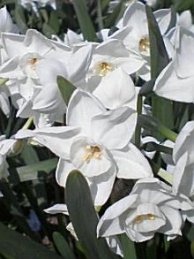 ＥＶＥ－舎　Ｄｉａｒｙ