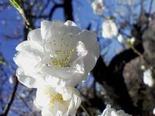 ＥＶＥ－舎　Ｄｉａｒｙ