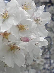 ＥＶＥ－舎　Ｄｉａｒｙ