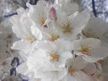 ＥＶＥ－舎　Ｄｉａｒｙ