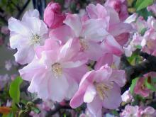 ＥＶＥ－舎　Ｄｉａｒｙ