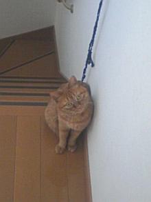 ＥＶＥ－舎　Ｄｉａｒｙ