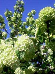 ＥＶＥ－舎　Ｄｉａｒｙ