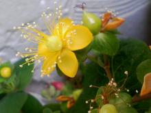 ＥＶＥ－舎　Ｄｉａｒｙ