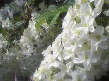 ＥＶＥ－舎　Ｄｉａｒｙ