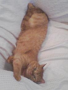 ＥＶＥ－舎　Ｄｉａｒｙ