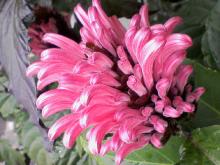 ＥＶＥ－舎　Ｄｉａｒｙ