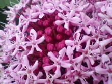 ＥＶＥ－舎　Ｄｉａｒｙ