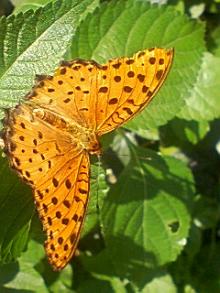 ＥＶＥ－舎　Ｄｉａｒｙ