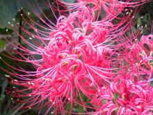 ＥＶＥ－舎　Ｄｉａｒｙ