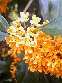 ＥＶＥ－舎　Ｄｉａｒｙ