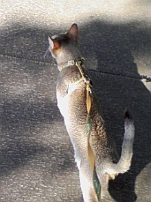 ＥＶＥ－舎　Ｄｉａｒｙ