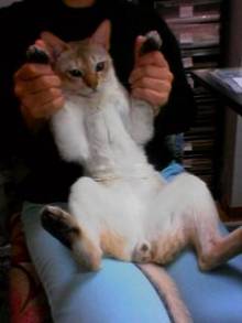 ＥＶＥ－舎　Ｄｉａｒｙ