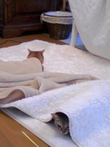 ＥＶＥ－舎　Ｄｉａｒｙ