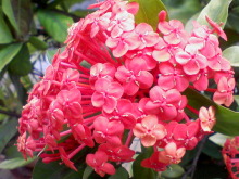 ＥＶＥ－舎　Ｄｉａｒｙ