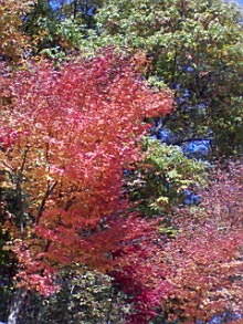 ＥＶＥ－舎　Ｄｉａｒｙ