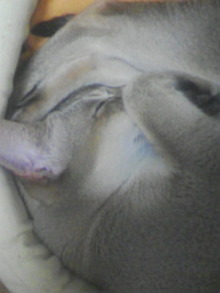 ＥＶＥ－舎　Ｄｉａｒｙ