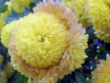 ＥＶＥ－舎　Ｄｉａｒｙ