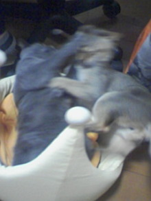 ＥＶＥ－舎　Ｄｉａｒｙ