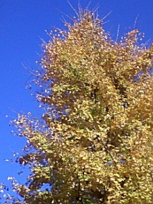 ＥＶＥ－舎　Ｄｉａｒｙ