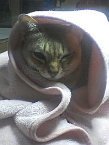 ＥＶＥ－舎　Ｄｉａｒｙ