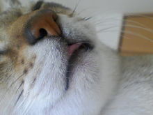 ＥＶＥ－舎　Ｄｉａｒｙ