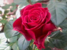 ＥＶＥ－舎　Ｄｉａｒｙ