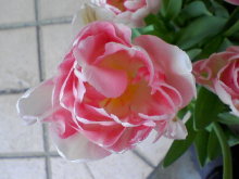 ＥＶＥ－舎　Ｄｉａｒｙ