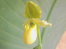 ＥＶＥ－舎　Ｄｉａｒｙ