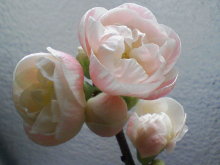 ＥＶＥ－舎　Ｄｉａｒｙ