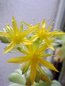 ＥＶＥ－舎　Ｄｉａｒｙ