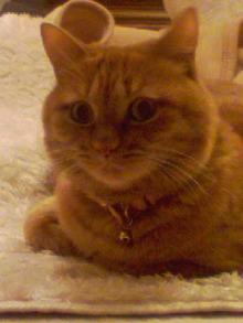 ＥＶＥ－舎　Ｄｉａｒｙ