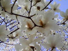 ＥＶＥ－舎　Ｄｉａｒｙ