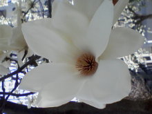 ＥＶＥ－舎　Ｄｉａｒｙ