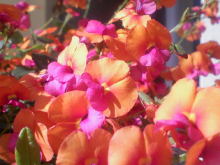 ＥＶＥ－舎　Ｄｉａｒｙ