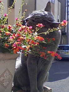 ＥＶＥ－舎　Ｄｉａｒｙ