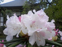 ＥＶＥ－舎　Ｄｉａｒｙ