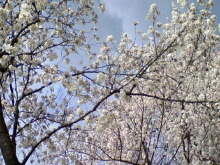 ＥＶＥ－舎　Ｄｉａｒｙ