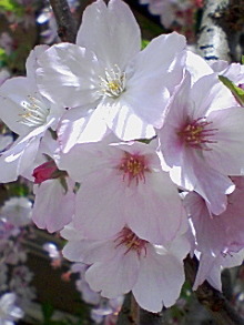 ＥＶＥ－舎　Ｄｉａｒｙ